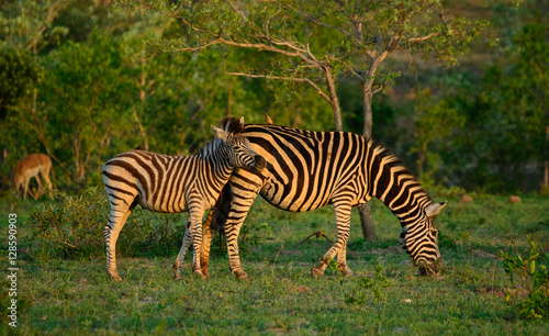 Zebra Mare   Foal  Sabi Sand Game Reserve  South Africa