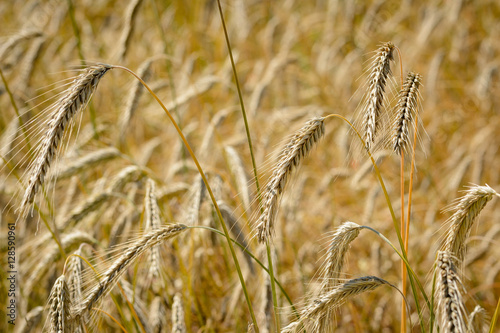 Close up from golden summer cornfield