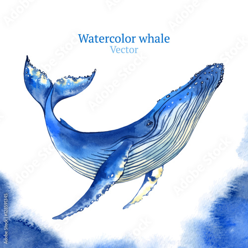 Vector watercolor whale