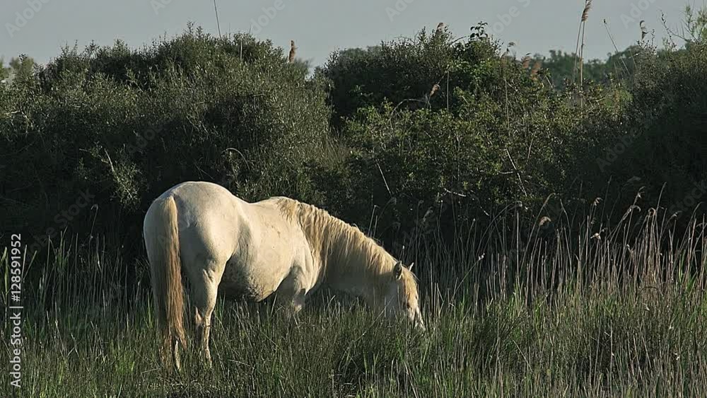 Camargue Horse, Stallion eating Grass, Saintes Marie de la Mer in The South of France, Real Time Camargue Horse, Stallion eating Grass, Saintes Marie de la Mer in The South of France, Real Time