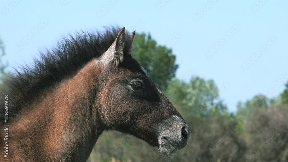 Camargue Horse, Portrait of Foal in the Wing, Saintes Marie de la Mer in The South of France, Real Time Camargue Horse, Portrait of Foal in the Wing, Saintes Marie de la Mer in The South of France, Real Time