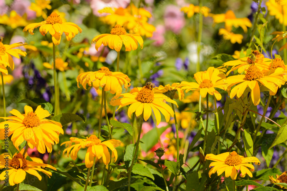 Close up from yellow flowers on a meadow Close up from yellow flowers on a meadow