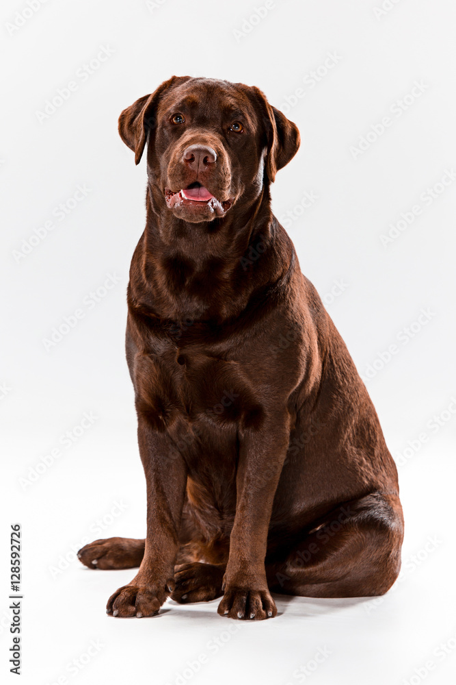 Fototapeta premium The brown labrador retriever on white