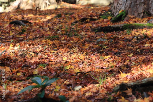 Japanese autumn