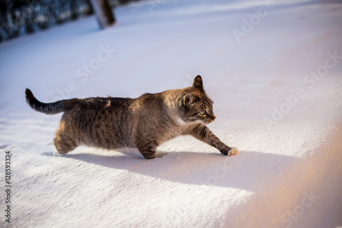 Cat walking on snow