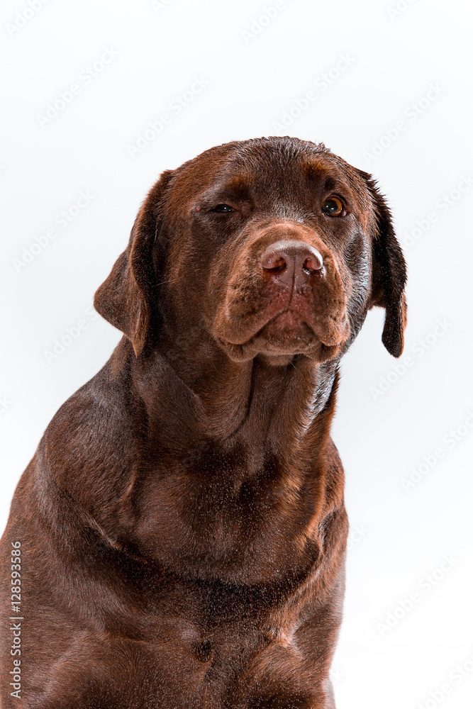 The brown labrador retriever on white The brown labrador retriever on white