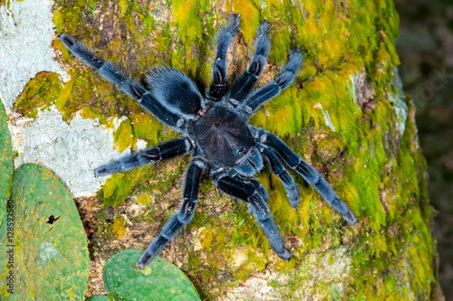 Selenocosmia javanensis tarantula spider crawling on a tree