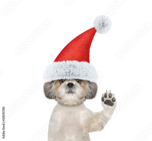 Fototapeta Naklejka Na Ścianę i Meble -  Cute santa dog is greeting you