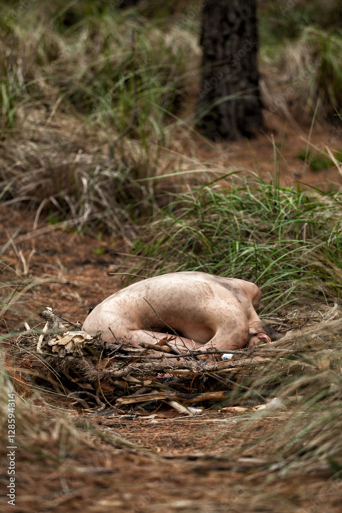 Female in a nest Female in a nest