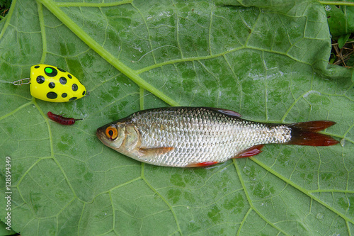 Fototapeta Naklejka Na Ścianę i Meble -  Single common rudd fish and fishing bait on natural background.