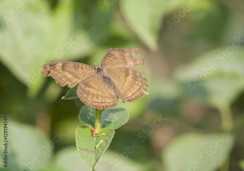 Chocolate butterfly or Junonia iphita or chocolate pansy preached on green leaves