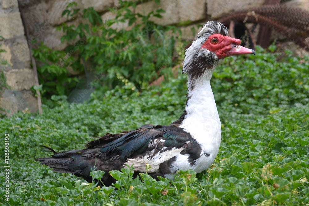 horizontal portrait indoutki drake in full growth on a green background in the countryside on a sunny day horizontal portrait indoutki drake in full growth on a green background in the countryside on a sunny day