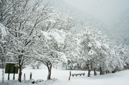 Snowy landscape in Kawaguchiko, Japan, Tree and mountain covered by white snow, Winter forest and mountain