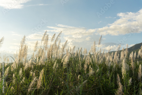 Beautiful nature meadow flower grass with sunbeams and blue sky