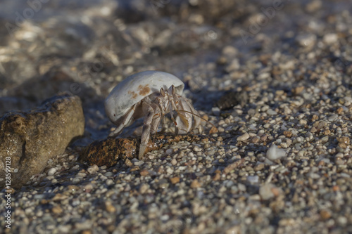Close-up of hermit crab on the beach © Arkadii Shandarov
