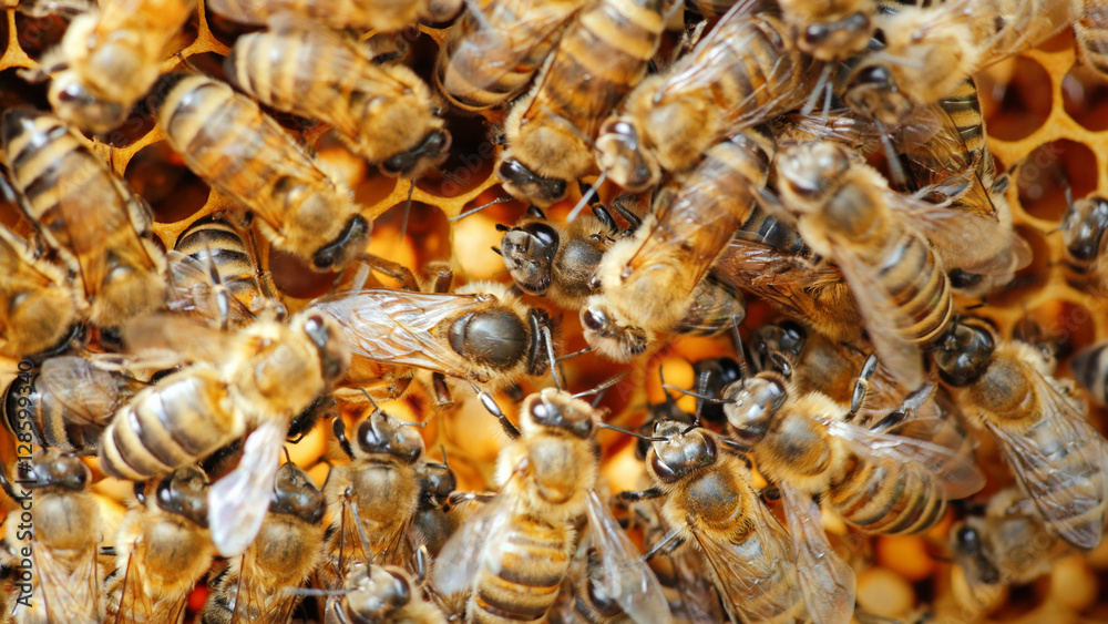 queen bee surrounded by bees: that support and feed
queen bee surrounded by bees: that support and feed