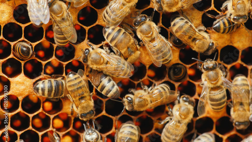 Bees work on honeycomb