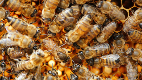 queen bee surrounded by bees: that support and feed   © StockMediaProduction