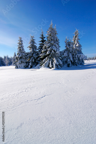 Tief verschneite unberührte Winterlandschaft, schneebedeckte Tannen, funkelnde Schneekristalle © AVTG