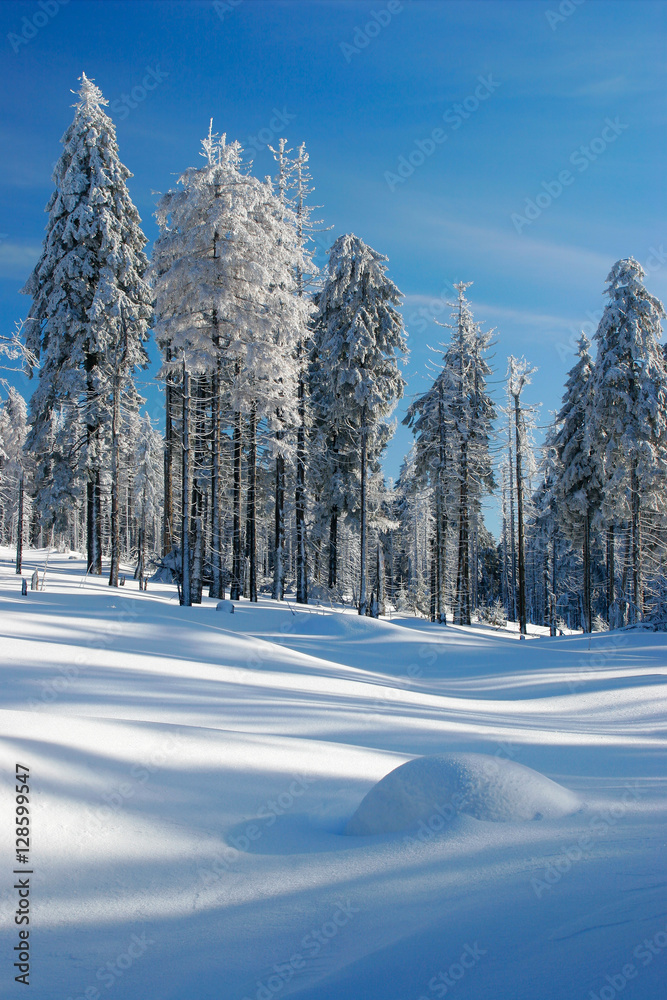 Tief verschneite unberührte Winterlandschaft, schneebedeckte Tannen, funkelnde Schneekristalle
