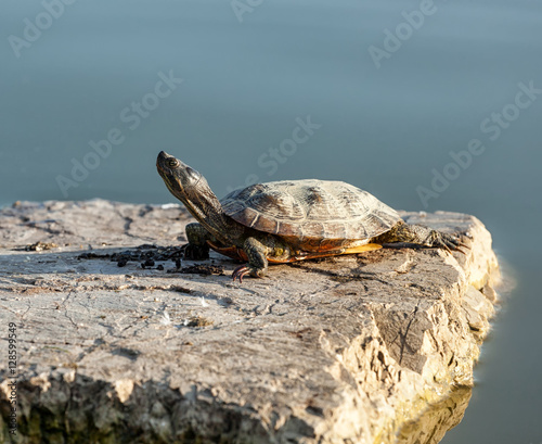 Turtle on a rock