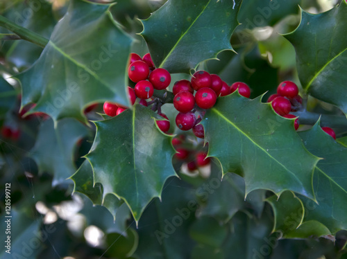  Leaves of mistletoe with red berries.