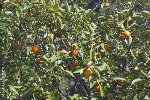 Calamondin tree with fruits photo