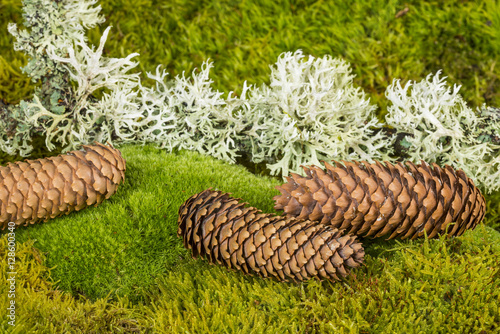 a green moss textured background with cones photo