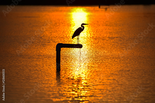 Silhouette of a bird perched on a piling with sunset lake background photo