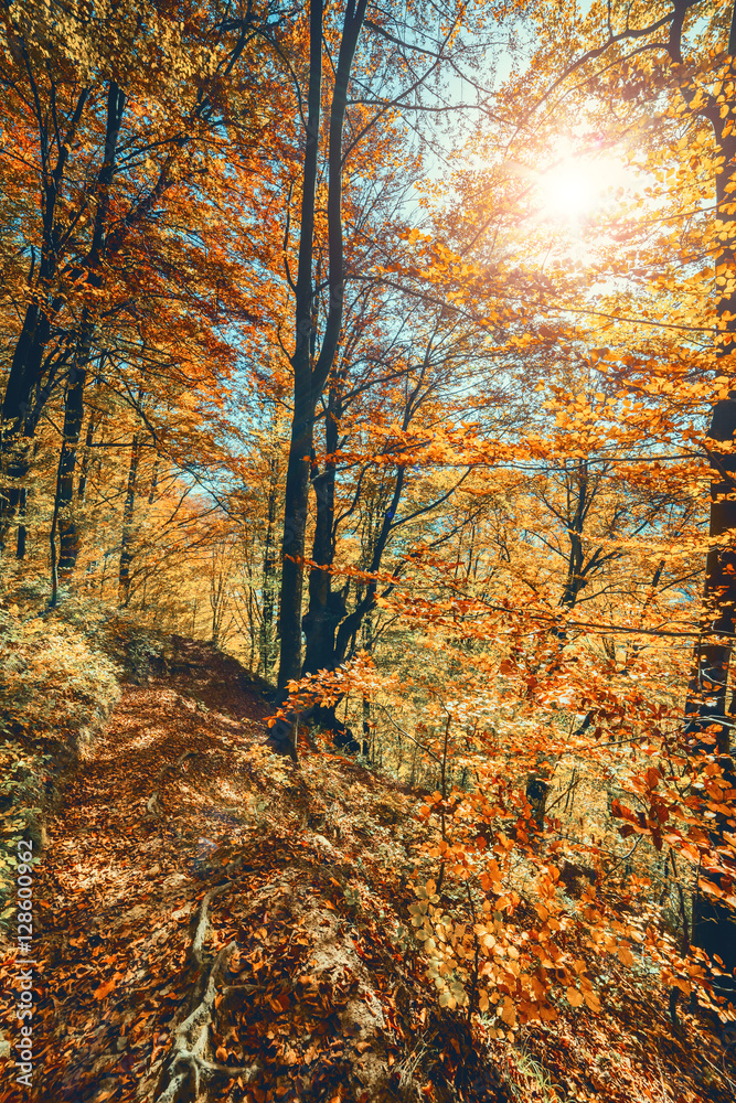 Fototapeta premium Majestic autumn landscape