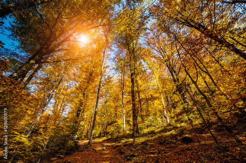 Majestic autumn landscape