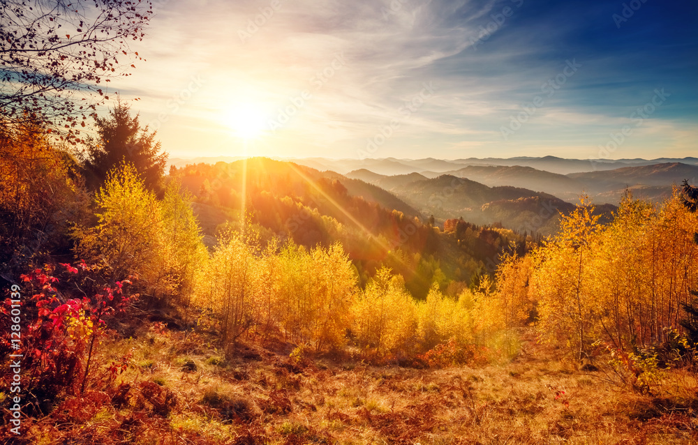 Fototapeta premium Majestic colorful forest