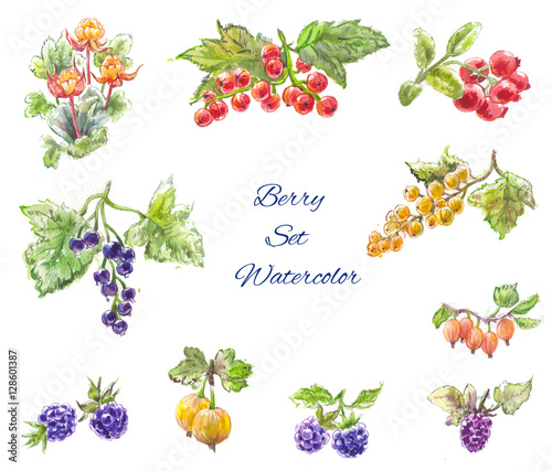 Watercolor berries set  blackberries  currants  gooseberries  cl