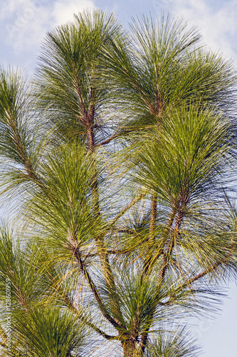 Longleaf pine © nickkurzenko
