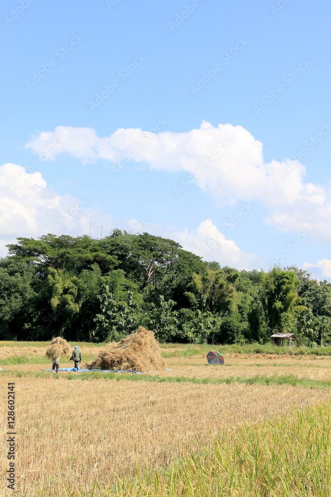 A beautiful and dramatic rice filed during the harvest season with rural road in Ngao, Lamapang, Northern Thailand, ready for harvest, distant mountains and blue sky with clouds, Southeast Asia. A beautiful and dramatic rice filed during the harvest season with rural road in Ngao, Lamapang, Northern Thailand, ready for harvest, distant mountains and blue sky with clouds, Southeast Asia.