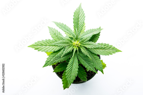 isolated photo cannabis plant og kush or Gorilla Glue, flowering