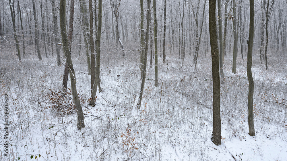 Fototapeta premium Verschneiter Kahler Buchenwald im Winter