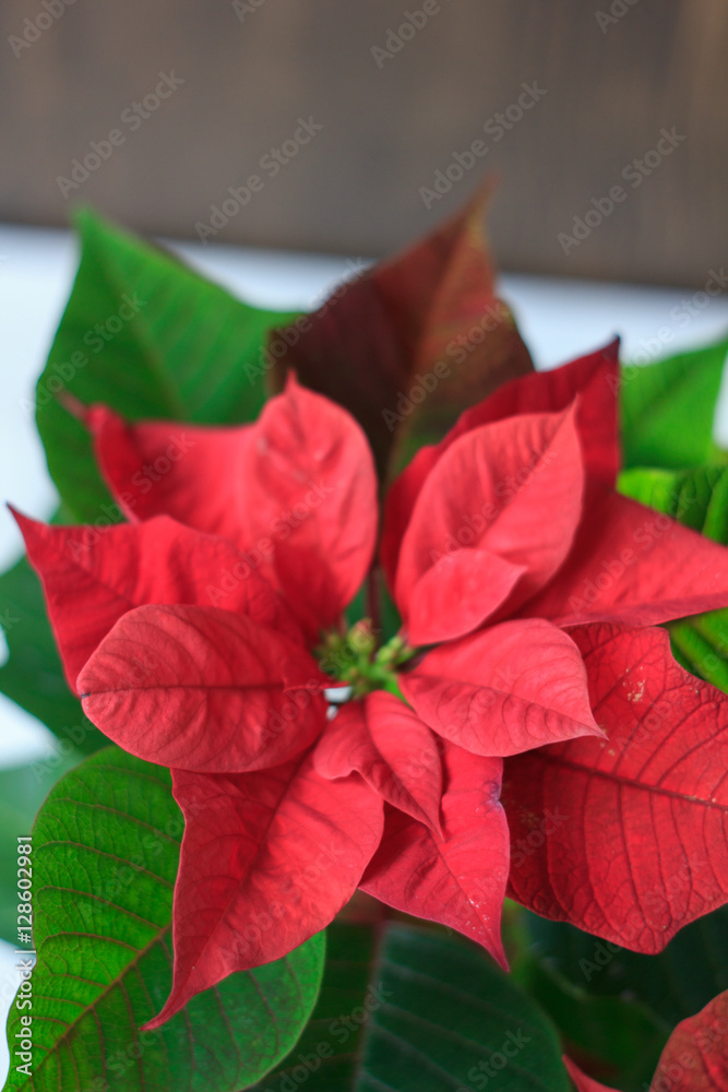 Christmas Poinsettia - kind of christmas home plant. red poinsettia leaves and flowers Christmas Poinsettia - kind of christmas home plant. red poinsettia leaves and flowers