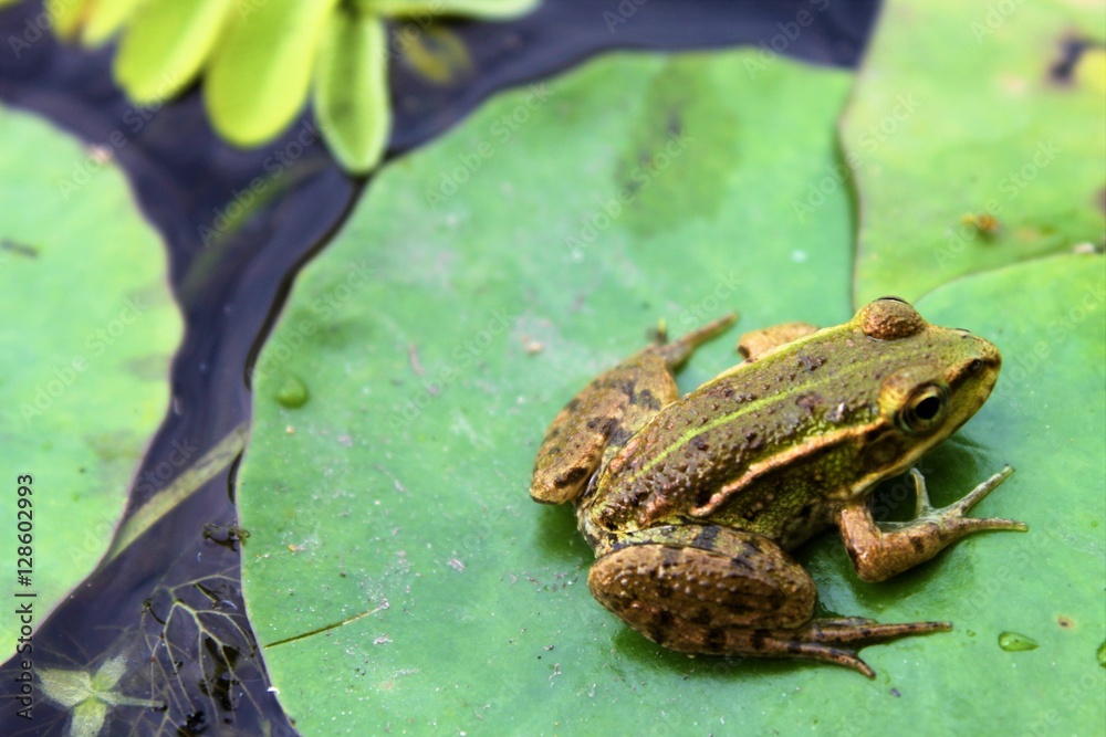 Obraz premium frosch am wasser