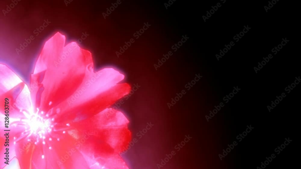 Pink flower rotating slowly Pink flower rotating slowly