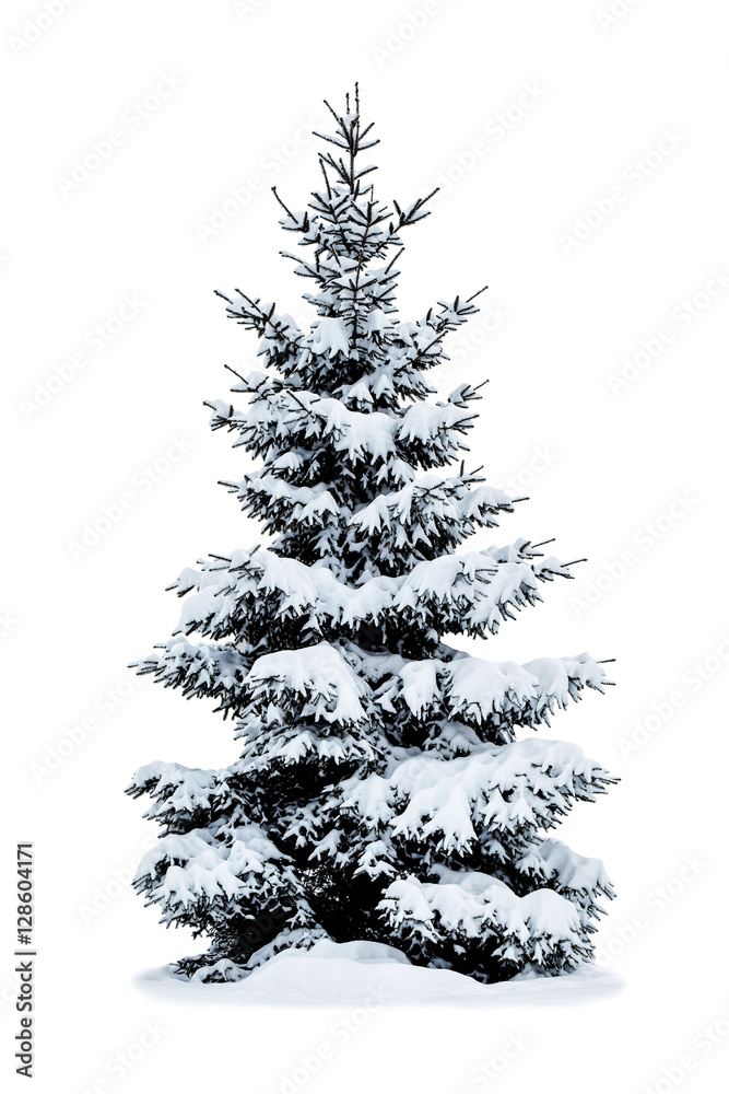 Obraz premium Winter Christmas tree covered with snow on white