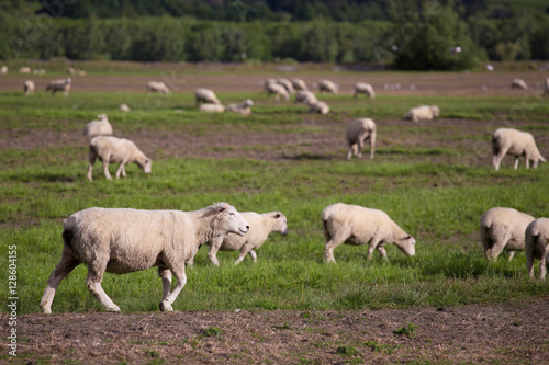 Little Sheep in New Zealand Farm