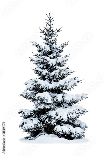 Winter Christmas tree covered with snow on white