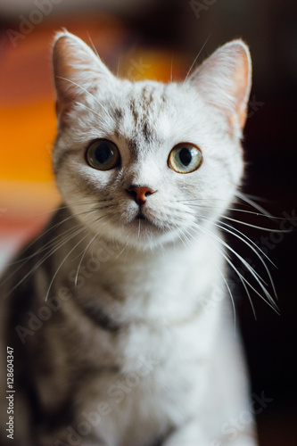 Scottish Straight breed cat - scottish cat with straigth ears.