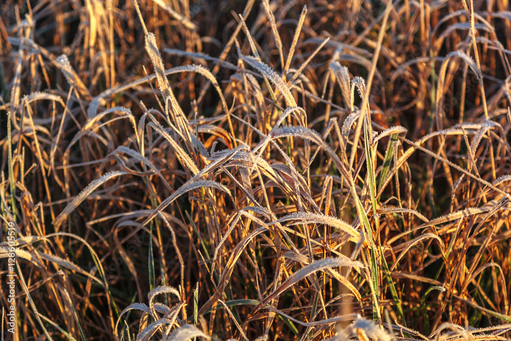 Leaves and grass with hoarfrost as a background Leaves and grass with hoarfrost as a background