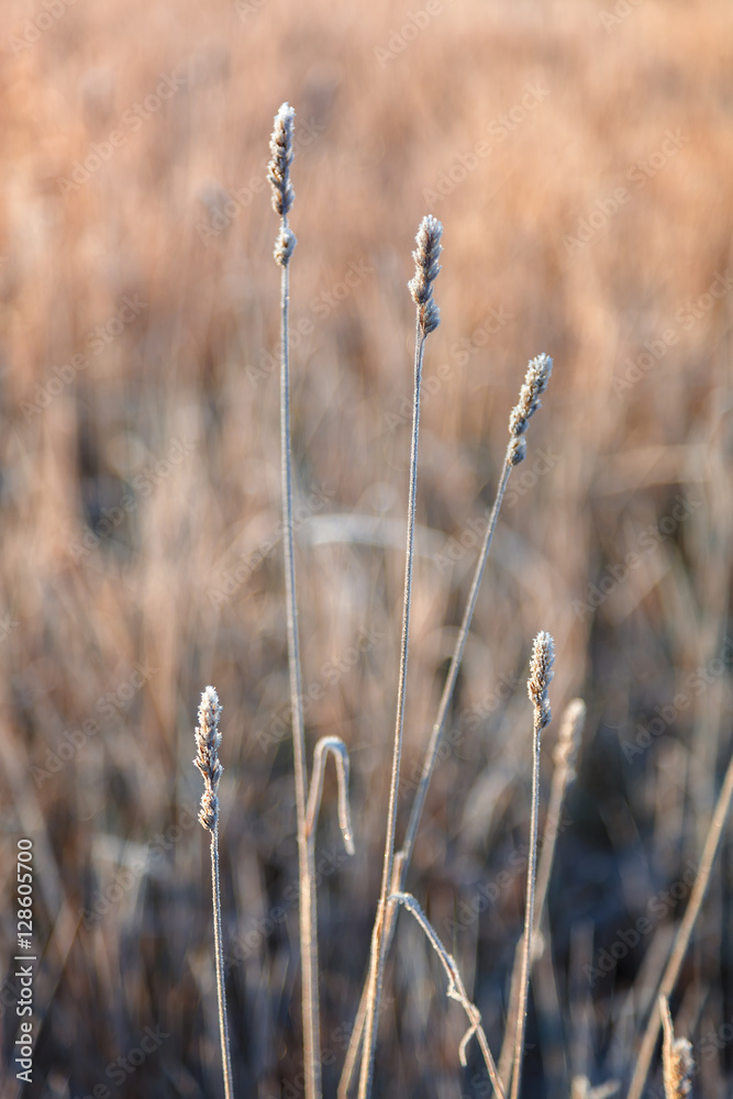 Fototapeta premium Leaves and grass with hoarfrost as a background