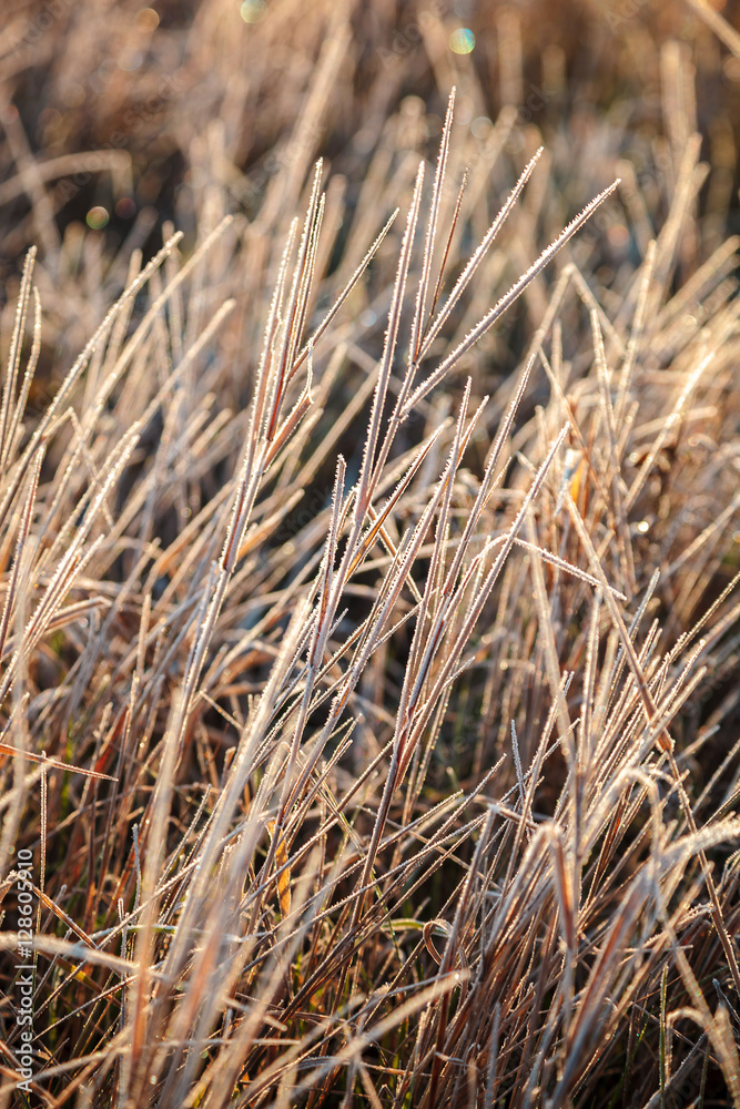 Leaves and grass with hoarfrost as a background Leaves and grass with hoarfrost as a background