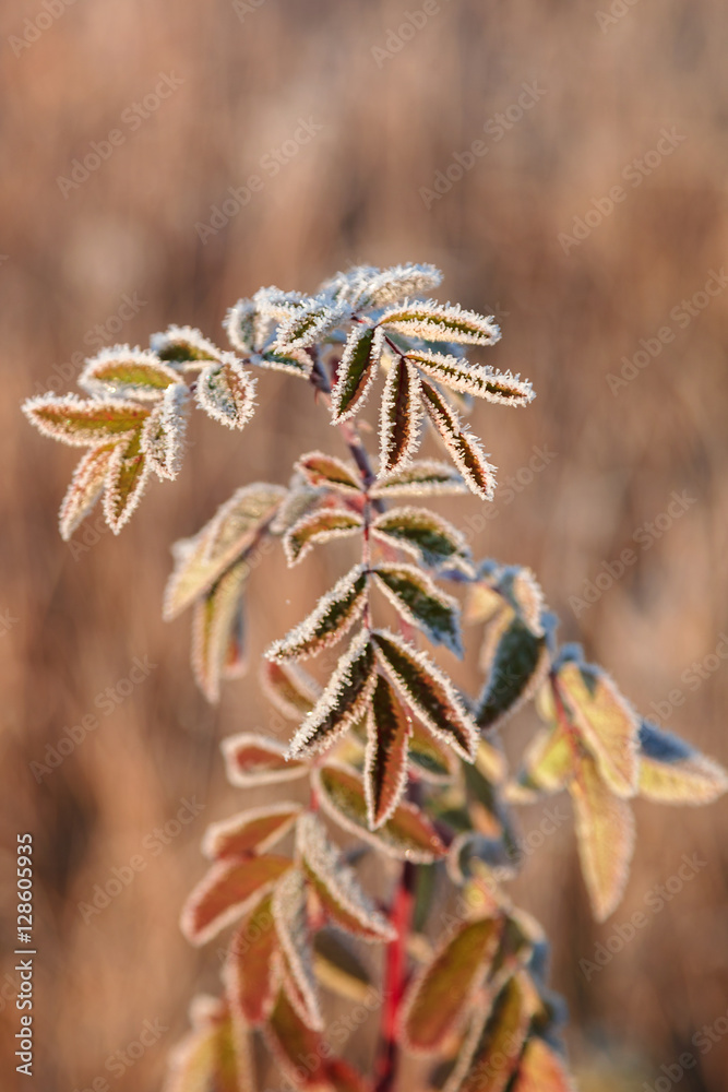 Fototapeta premium Leaves and grass with hoarfrost as a background