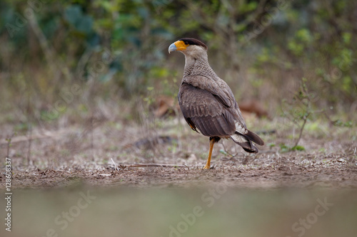 bird of pantanal in the nature habitat, wild brasil, brasilian wildlife, pantanal, green jungle, south american nature and wild