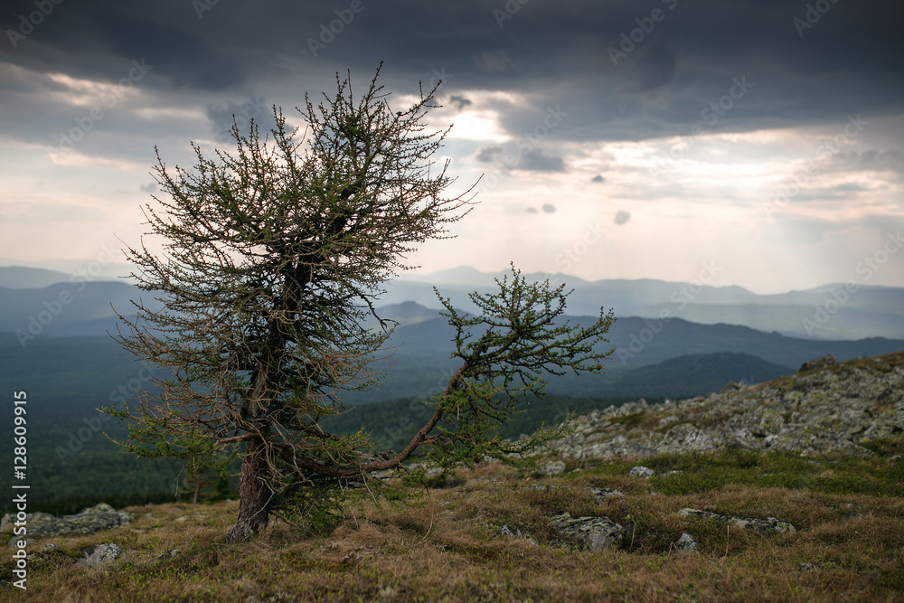 Ural Taiga Coniferous spring wild forest Ural Taiga Coniferous spring wild forest